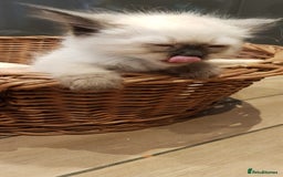 Siberian cats for sale: Hypoallergenic Siberian Neva Masquerade kittens. - Image 20
