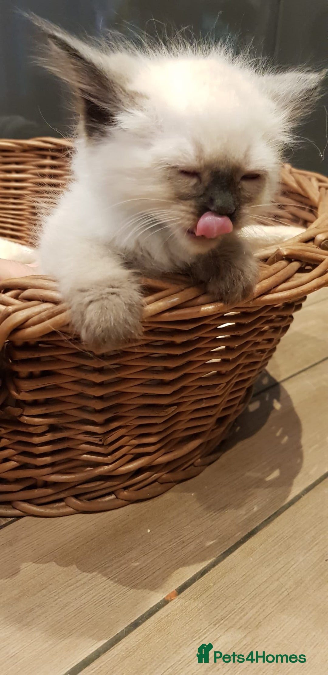 Siberian cats for sale: Hypoallergenic Siberian Neva Masquerade kittens. - Image 20