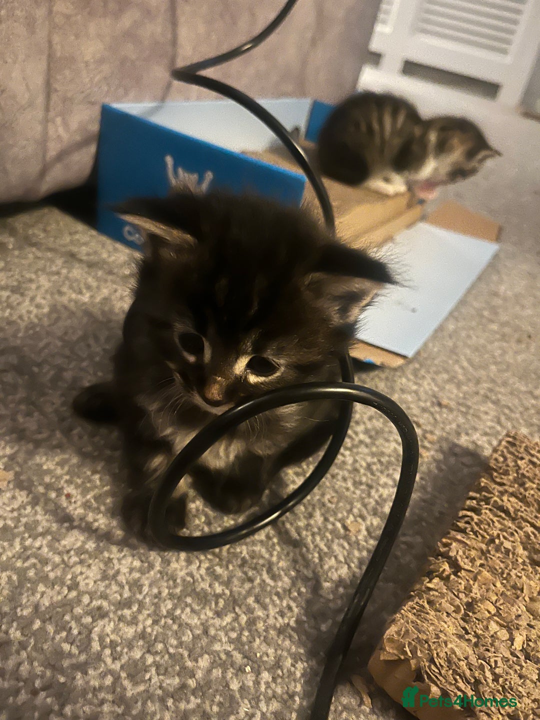 Maine Coon cats for sale: Maine coon X Ragdoll mix breed - Advert 16