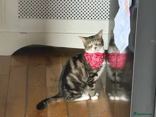 Mixed Breed cats Loving male cat needs a home - Advert 10