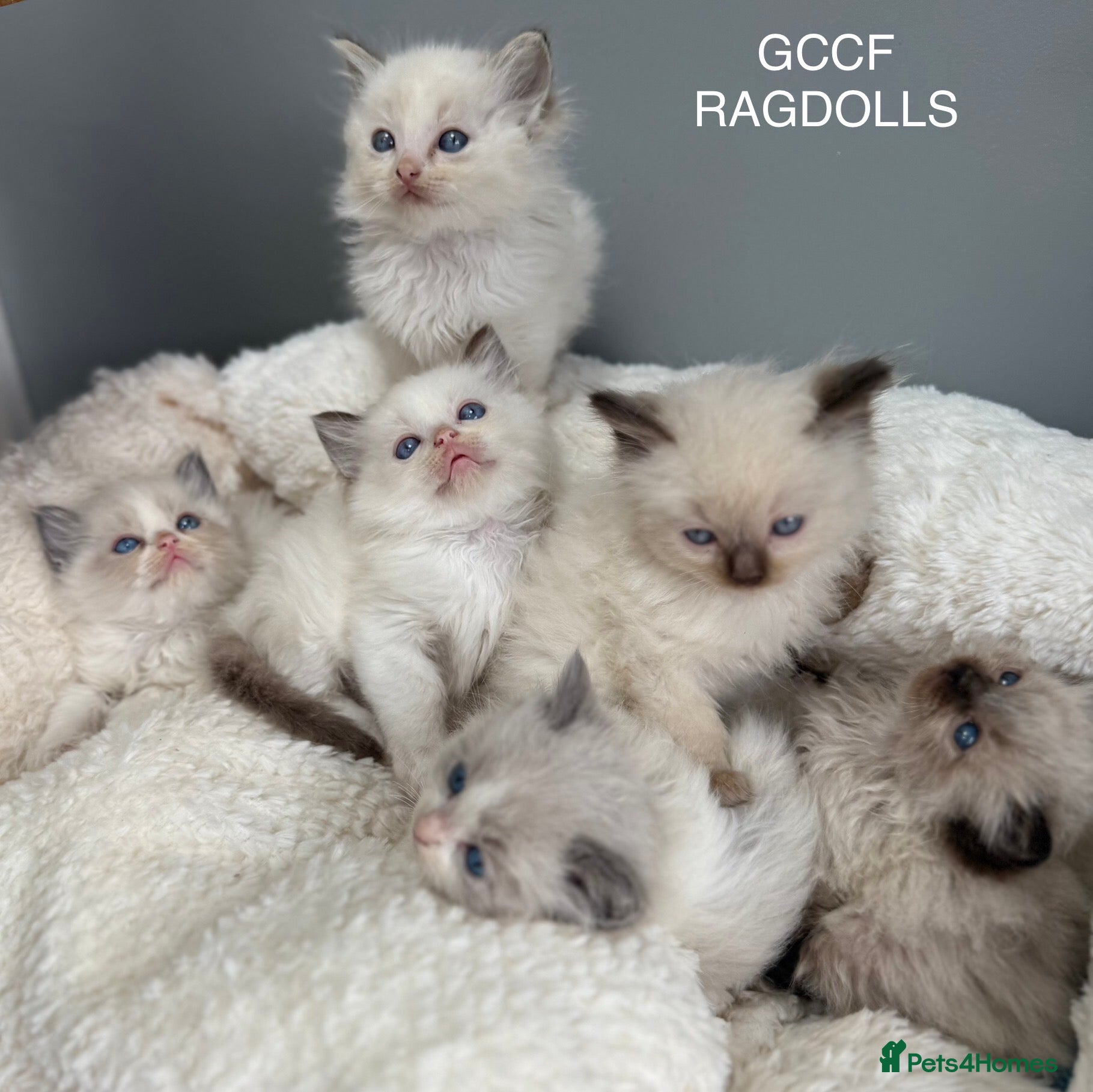 Ragdoll cats 💙🩷GCCF RAGDOLL KITTENS 3, 5 &amp; 20WKS  AWARD WIN🥇 - Advert 6