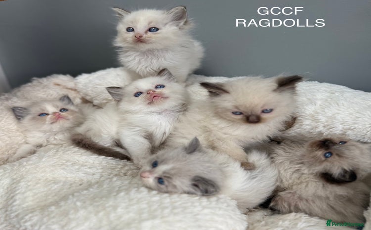 Ragdoll cats - Advert 4