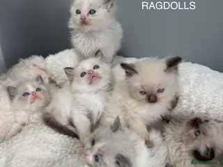 Ragdoll cats GCCF🥇PUREBRED REG RAGDOLL KITTENS AWARD WIN🥇 - Advert 6