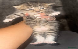 Maine Coon cats for sale: 2 girls and a boy  - Image 1