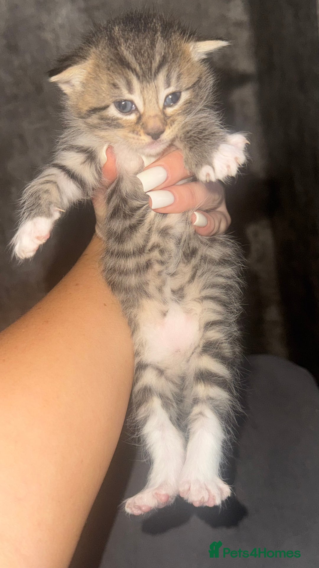 Maine Coon cats for sale: 2 girls and a boy  - Image 1