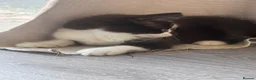 Mixed Breed cats for sale: Two kittens looking for there forever home in Barking - Advert 2