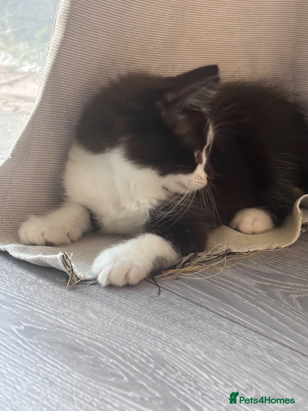 Mixed Breed cats for sale: Two kittens looking for there forever home in Barking - Advert 2