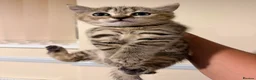 British Shorthair cats for sale: BS Kittens Available Fully TestedReady to Meet You - Advert 4