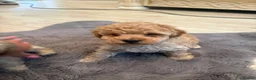 Toy Poodle dogs for sale: Toy poodle puppies  in Hatfield - Advert 4