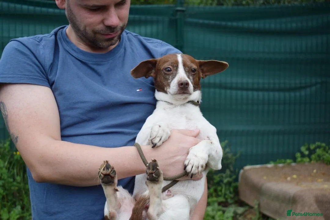 Mixed Breed dogs for adoption: Romeo in Worthing - Advert 8