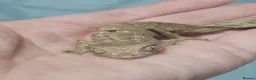 Gecko reptiles for sale: Uroplatus phantasticus Satanic Leaf-tailed Geckos - Advert 5