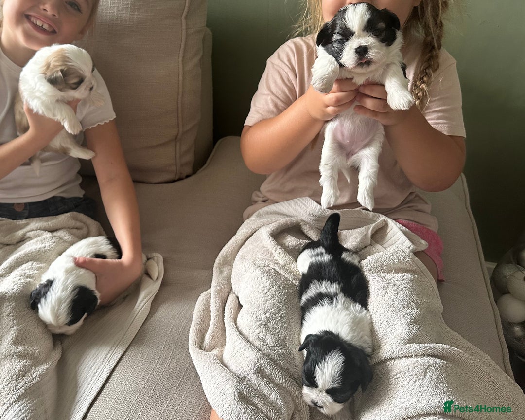 Shih Tzu dogs for sale: 5 Beautiful shihtzu  puppies for sale 2xM 3xF - Image 25