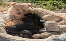 Chipoo dogs for sale: Health tested, non shed chipoos - Image 3
