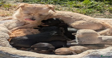 Chipoo dogs - Advert 9