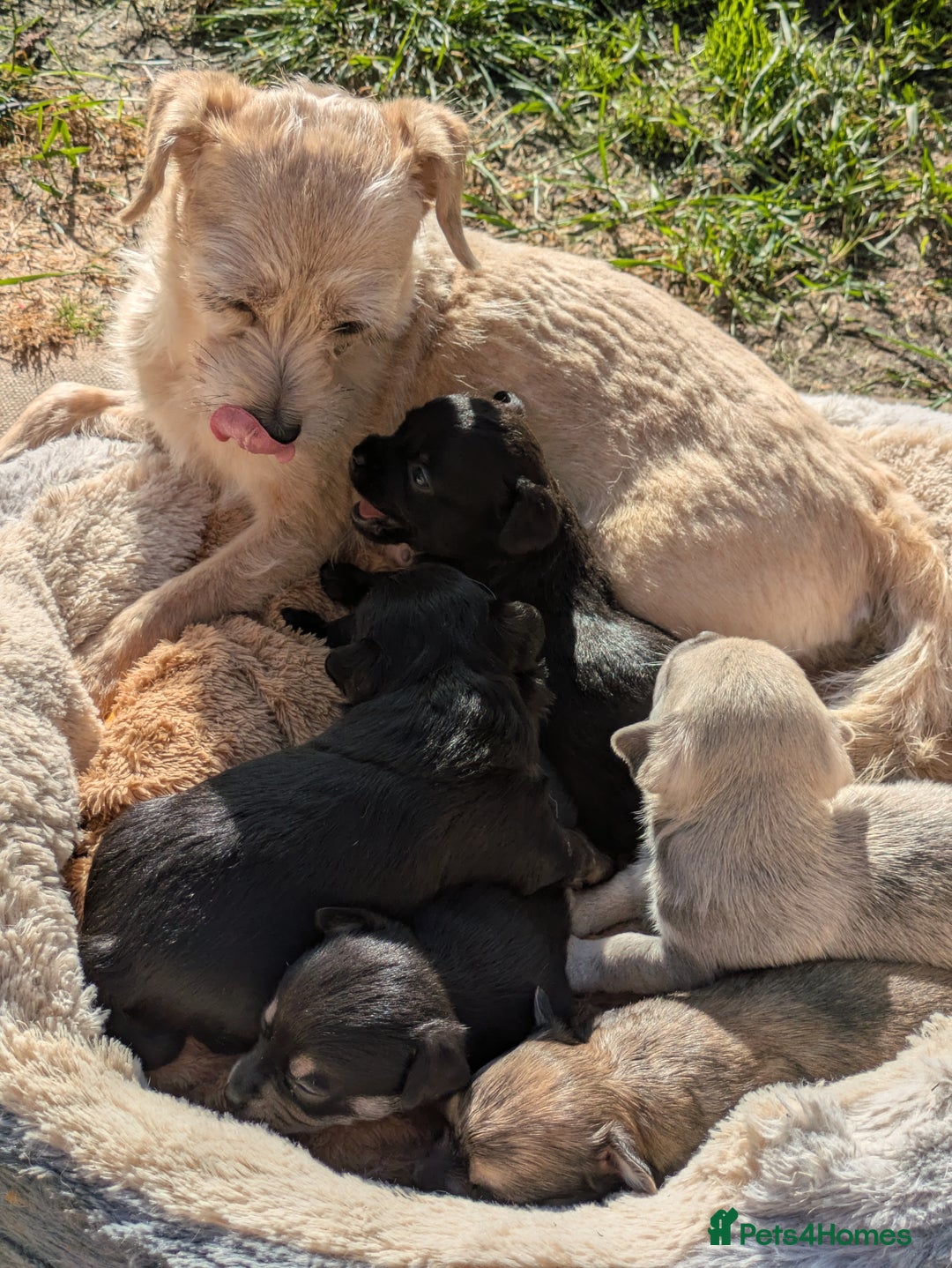 Chipoo dogs for sale: Health tested, non shed chipoos - Image 3