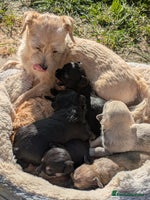 Chipoo dogs - Advert 11