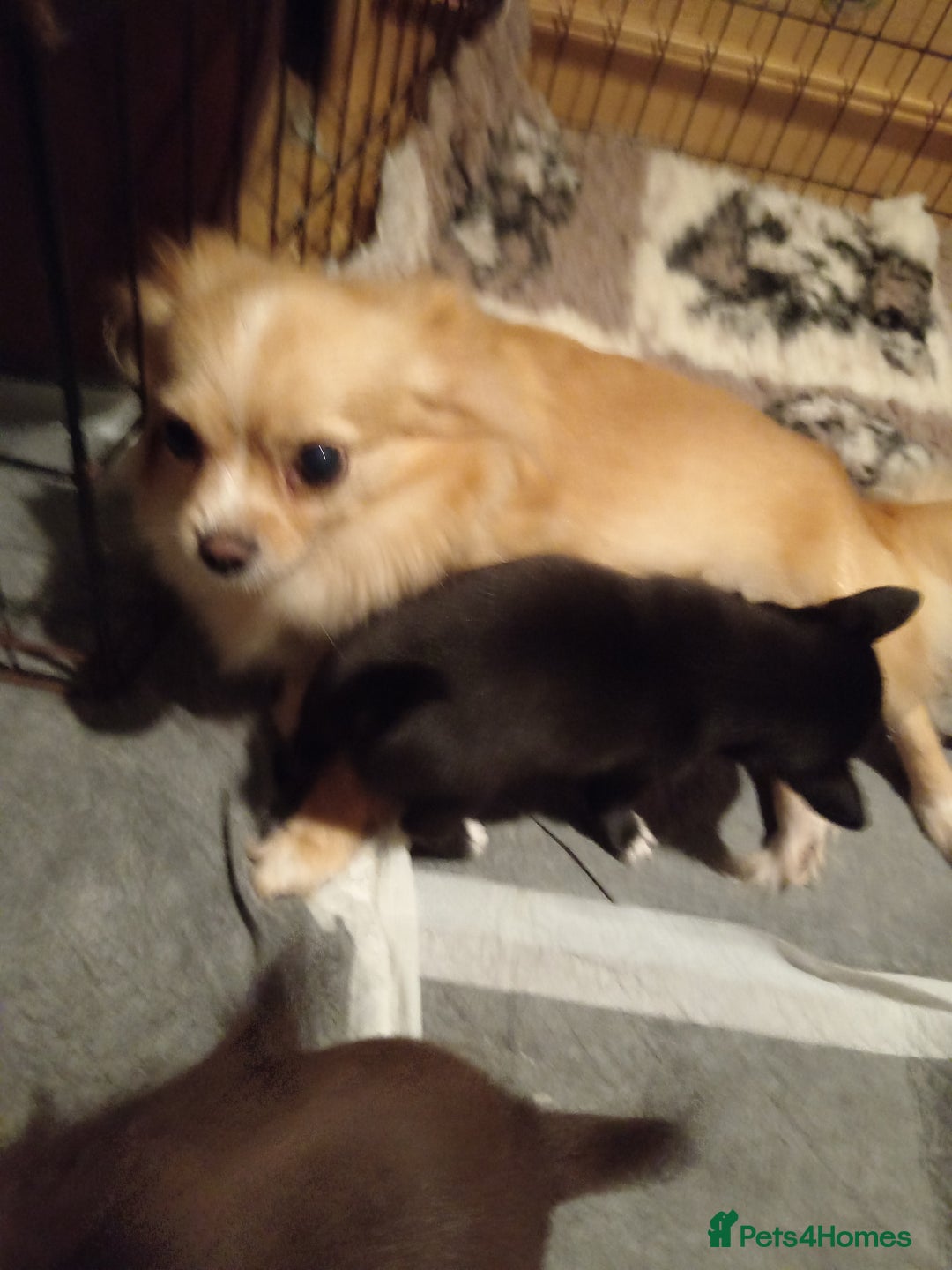 Chihuahua dogs for sale: Chihuahua boy puppy  - Advert 4