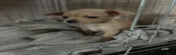 Chihuahua dogs for sale: Stunning cutie chihuahua  - Advert 4