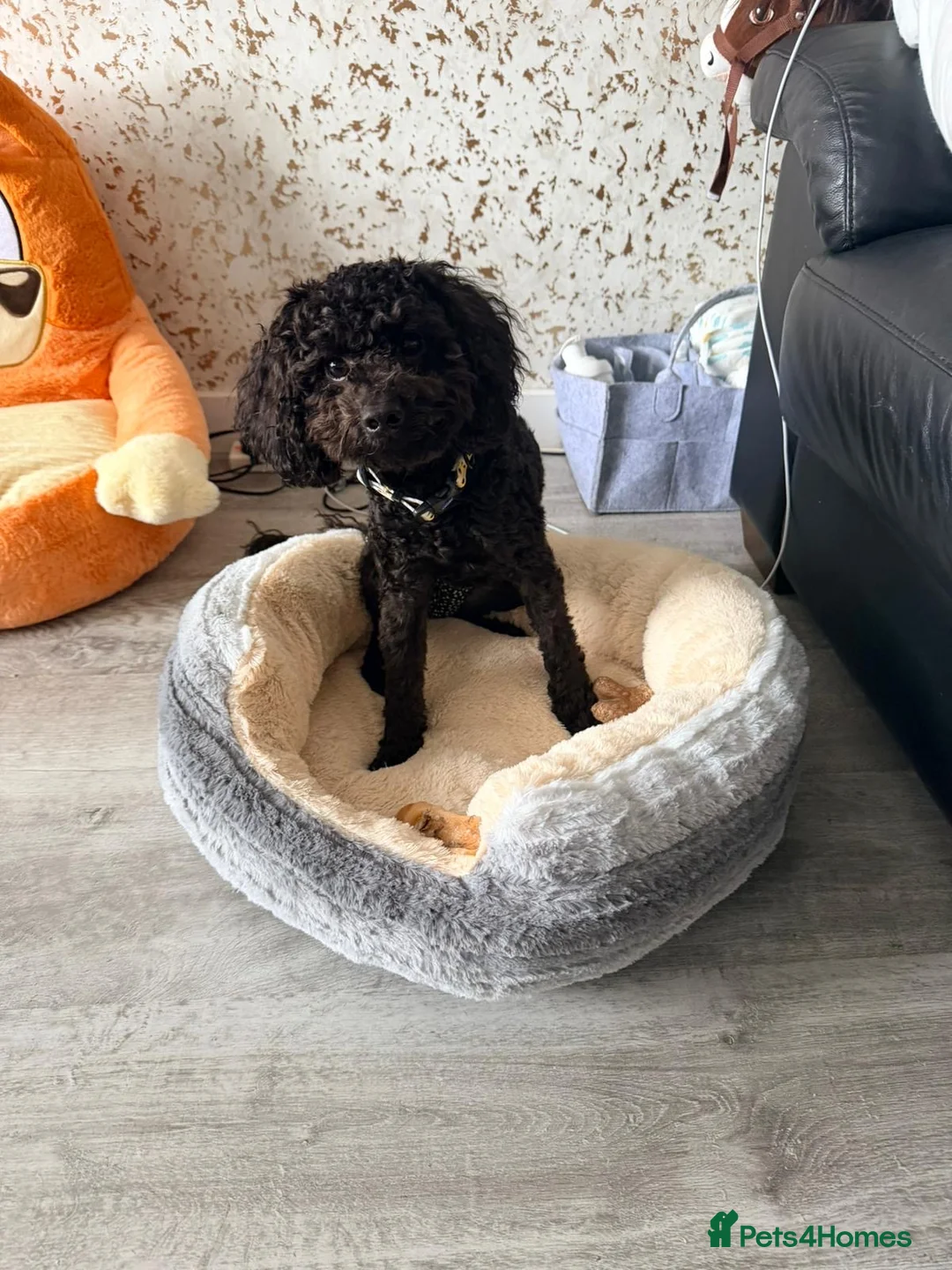 Cockapoo dogs for sale: Maggie - Advert 1