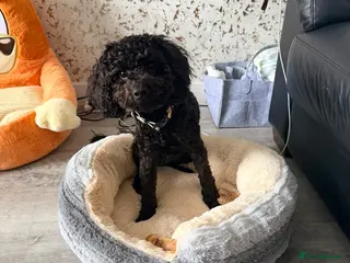 Cockapoo dogs Maggie - Advert 14