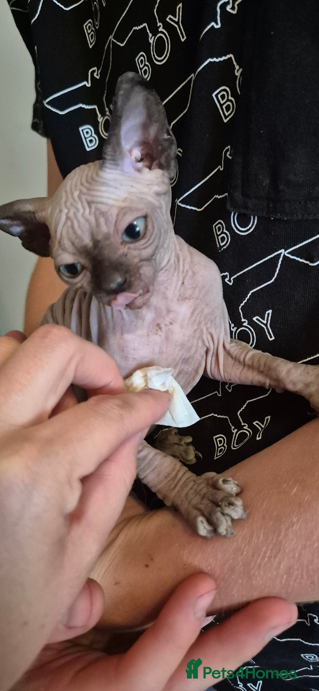 Sphynx cats for sale: Silver elf and black little babies - Image 23