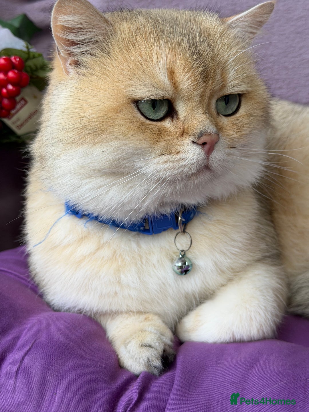 British Shorthair cats for sale: Adorable British shh golden kittens GCCF  - Advert 18