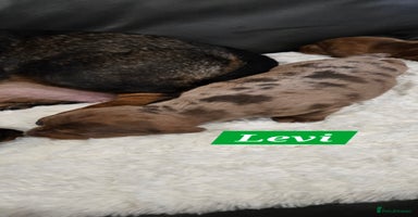 Dachshund dogs Beautiful Dapple Dachunds - Advert 1