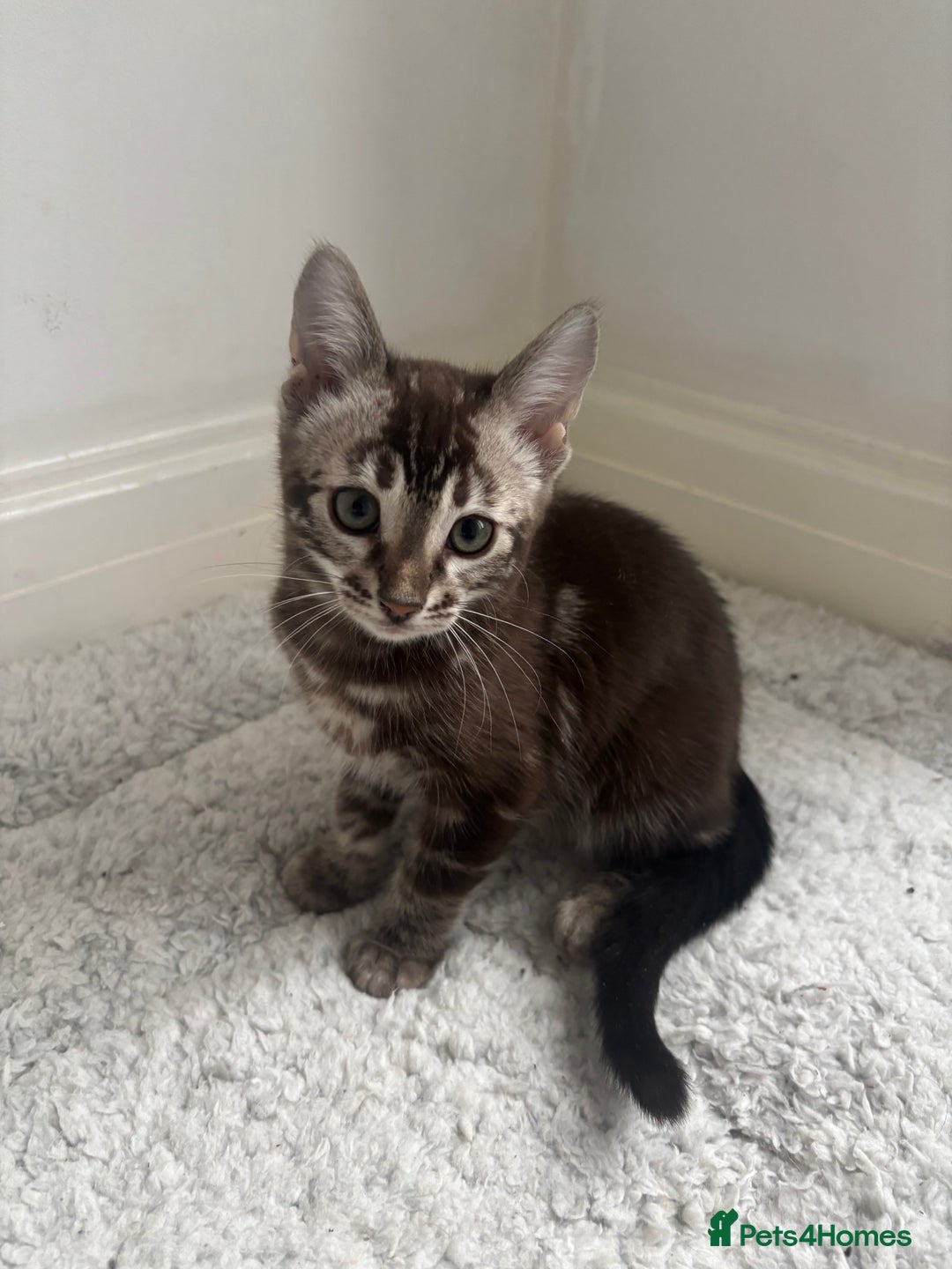 Bengal cats for sale: Pure Bengal kittens ready to go - Advert 16