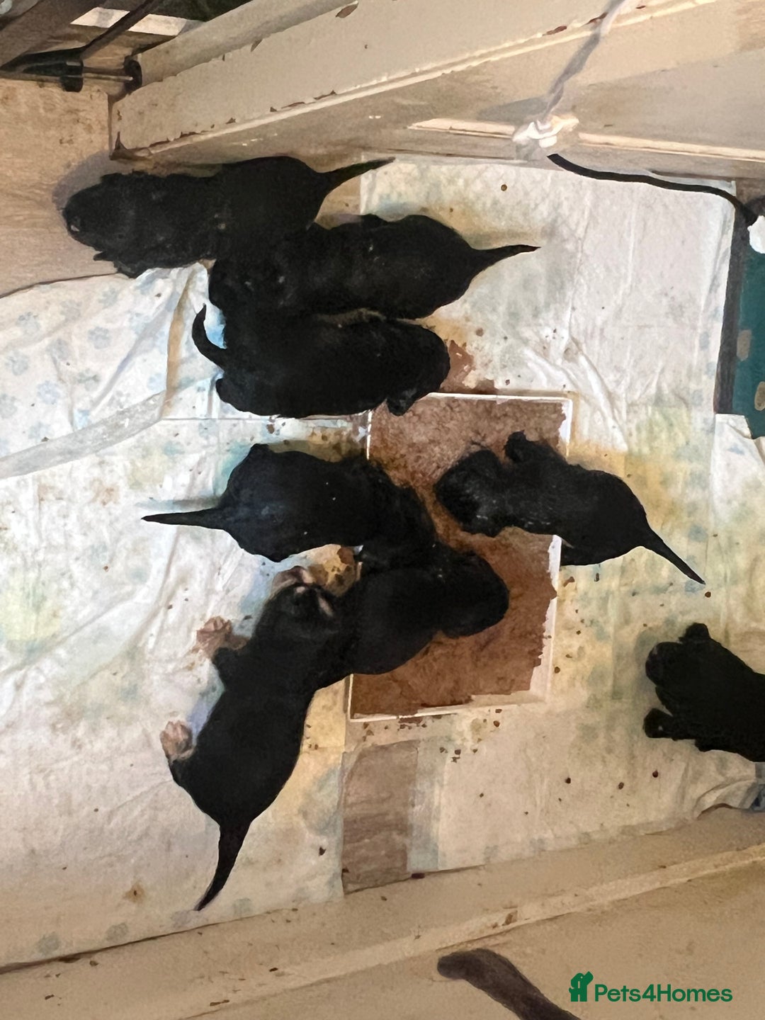 Cocker Spaniel dogs for sale: Beautiful show cocker GIRLs - Image 3