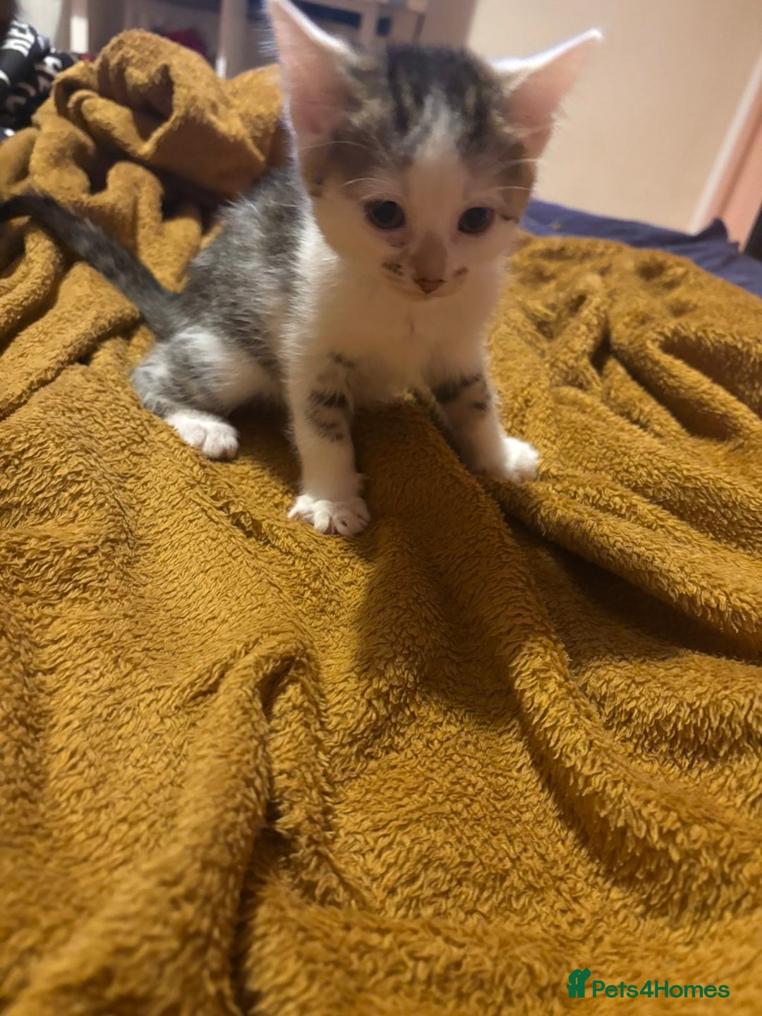 Mixed Breed cats for sale: SelkirkRex mum/Tabby Dad, 1 Kitten left available  - Advert 5