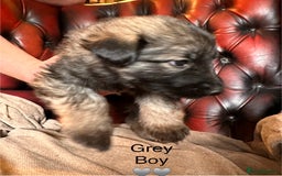 German Shepherd dogs for sale: Long-Haired Straight Back German Shepherd Puppies - Image 8