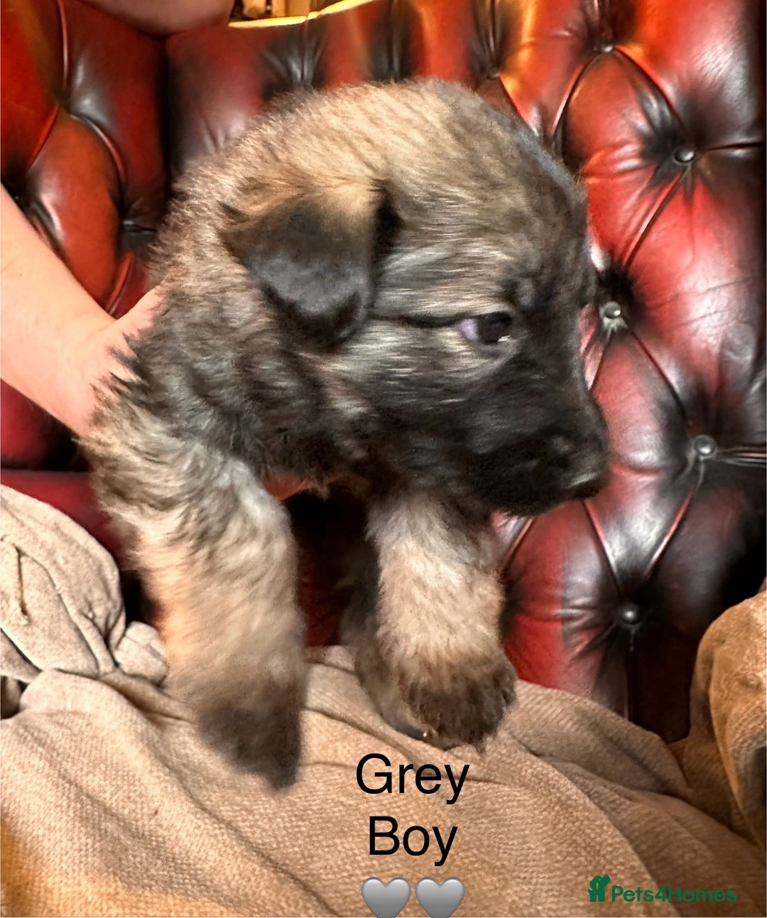 German Shepherd dogs for sale: Long-Haired Straight Back German Shepherd Puppies - Image 8