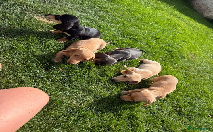 Miniature Dachshund dogs - Advert 14