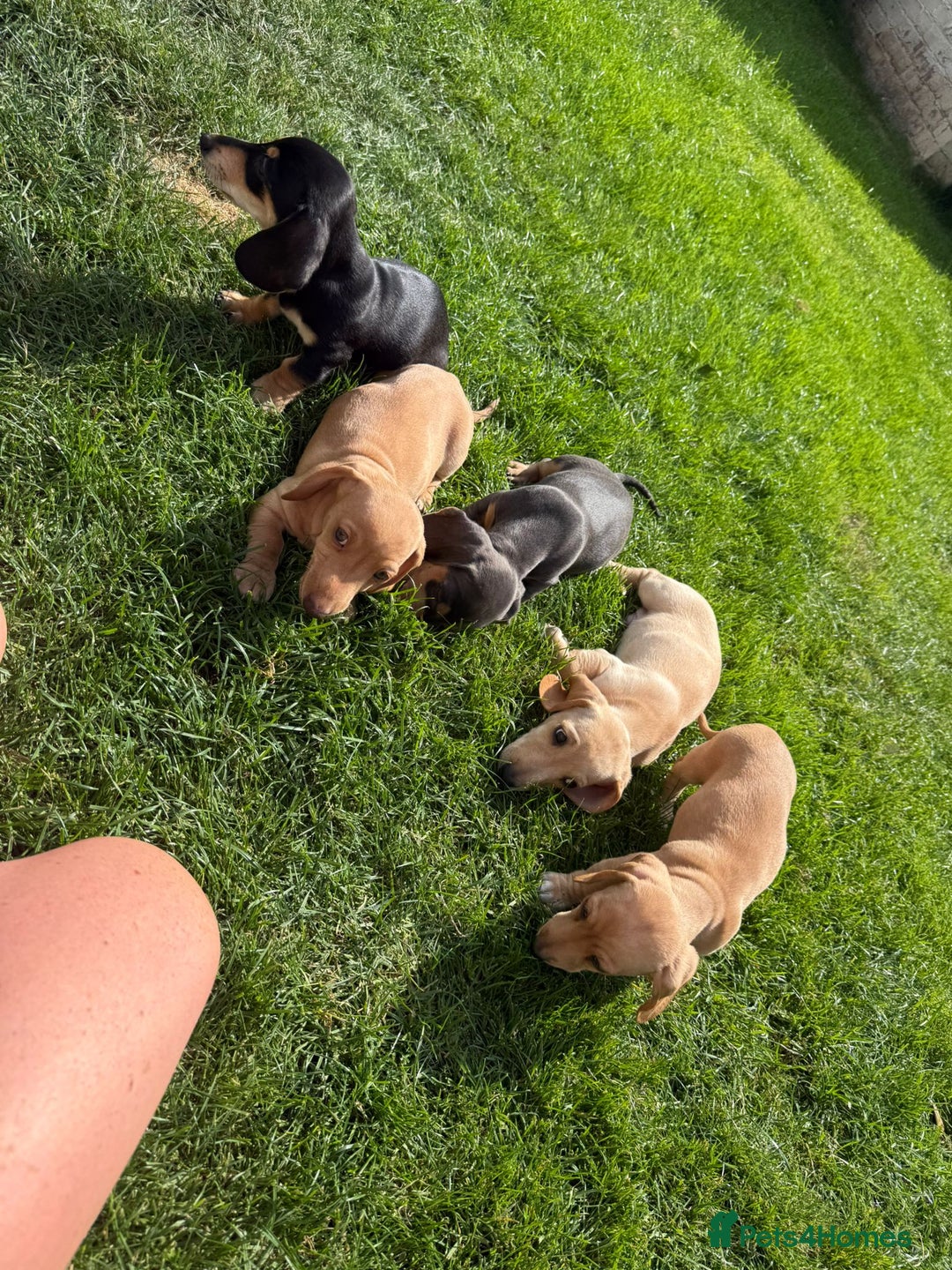 Miniature Dachshund dogs for sale: Miniature Dachshund Pups – Ready for Loving Homes - Image 1