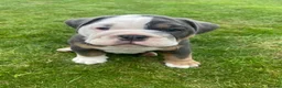 English Bulldog dogs for sale: 3‑Year‑Old New English Bulldog, Neutered, rehome in Plymouth - Advert 10