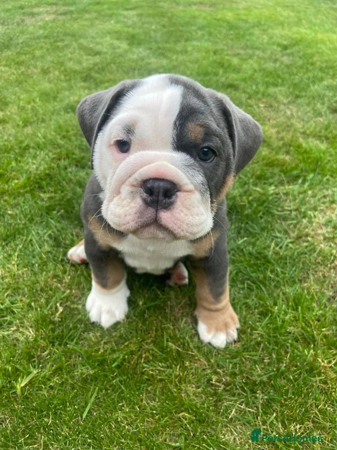 English Bulldog dogs for sale: 3‑Year‑Old New English Bulldog, Neutered, rehome in Plymouth - Advert 10