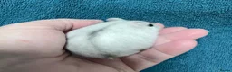 Hamster rodents for sale: Baby Winter White Russian hamsters (pure bred). - Advert 14