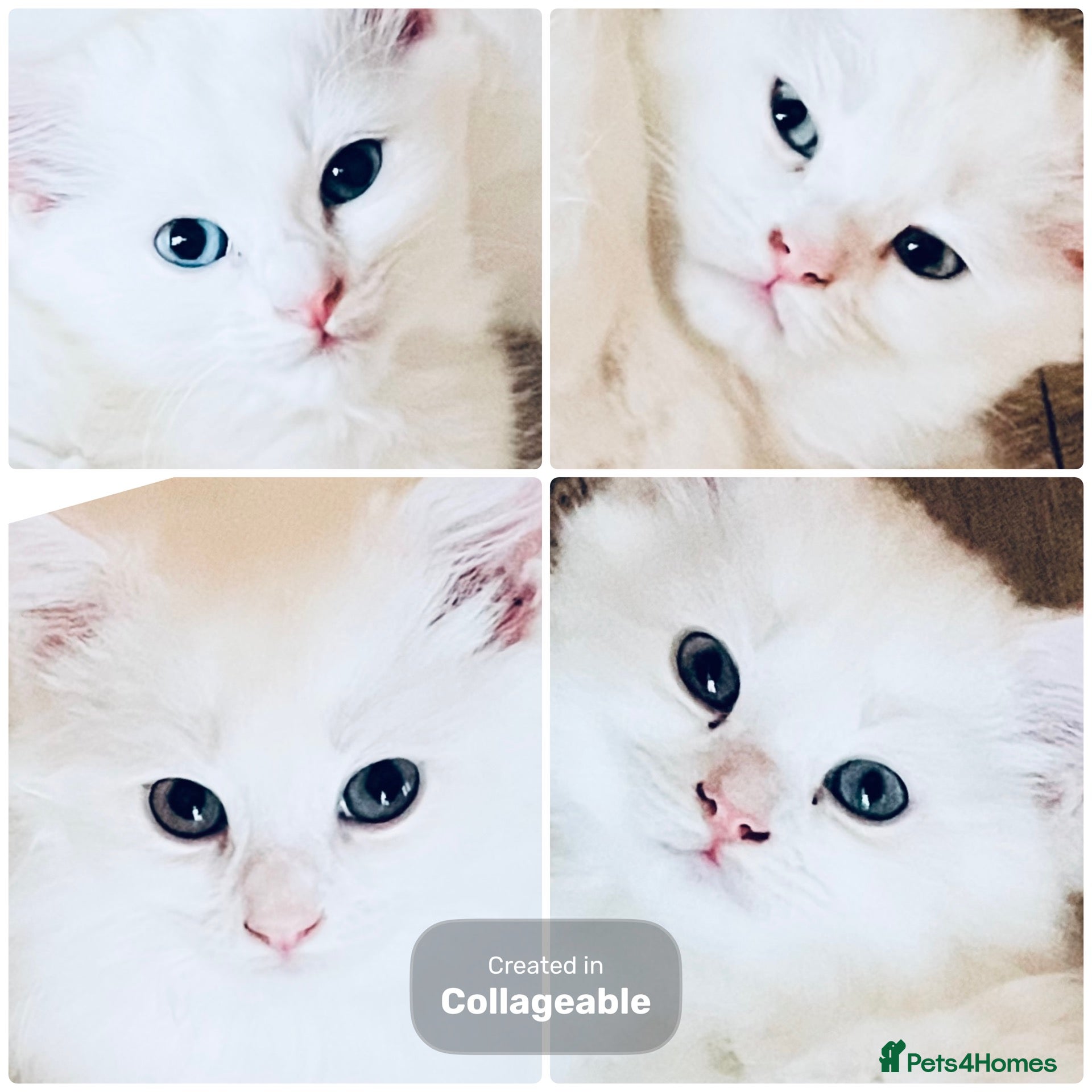 Persian cats Persian cross Angora kittens r - Advert 17