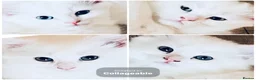 Persian cats for sale: 🚨URGENT🚨White Persian X Angora Female kitten    - Advert 7