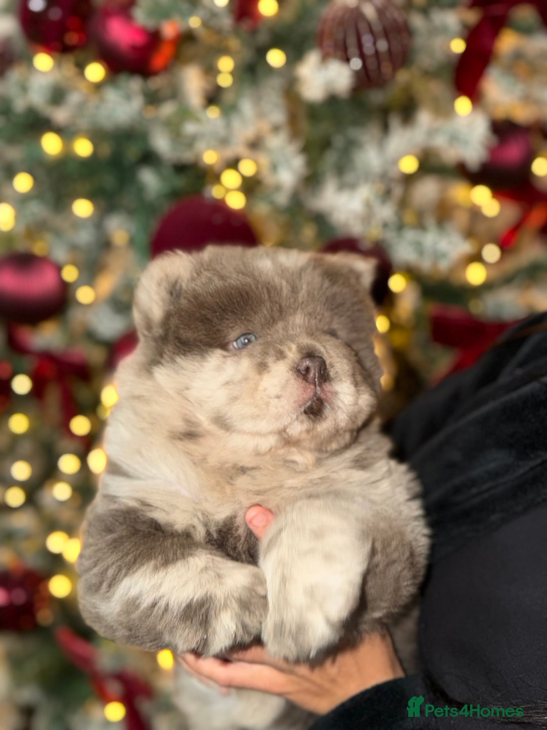 Chow Chow dogs for sale: Lilac Merle and lilac chow chow puppies for sale  - Advert 17
