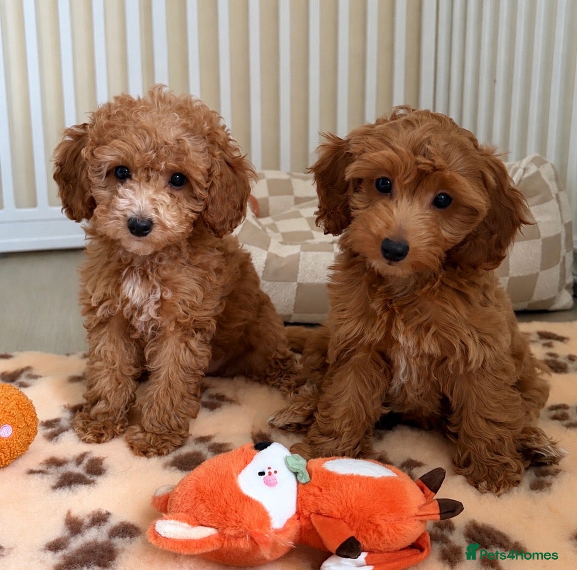 Cockapoo dogs Stunning F1B cockapoo puppies   - Advert 11