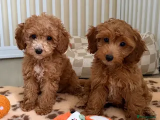 Cockapoo dogs Stunning F1B cockapoo puppies - Advert 11