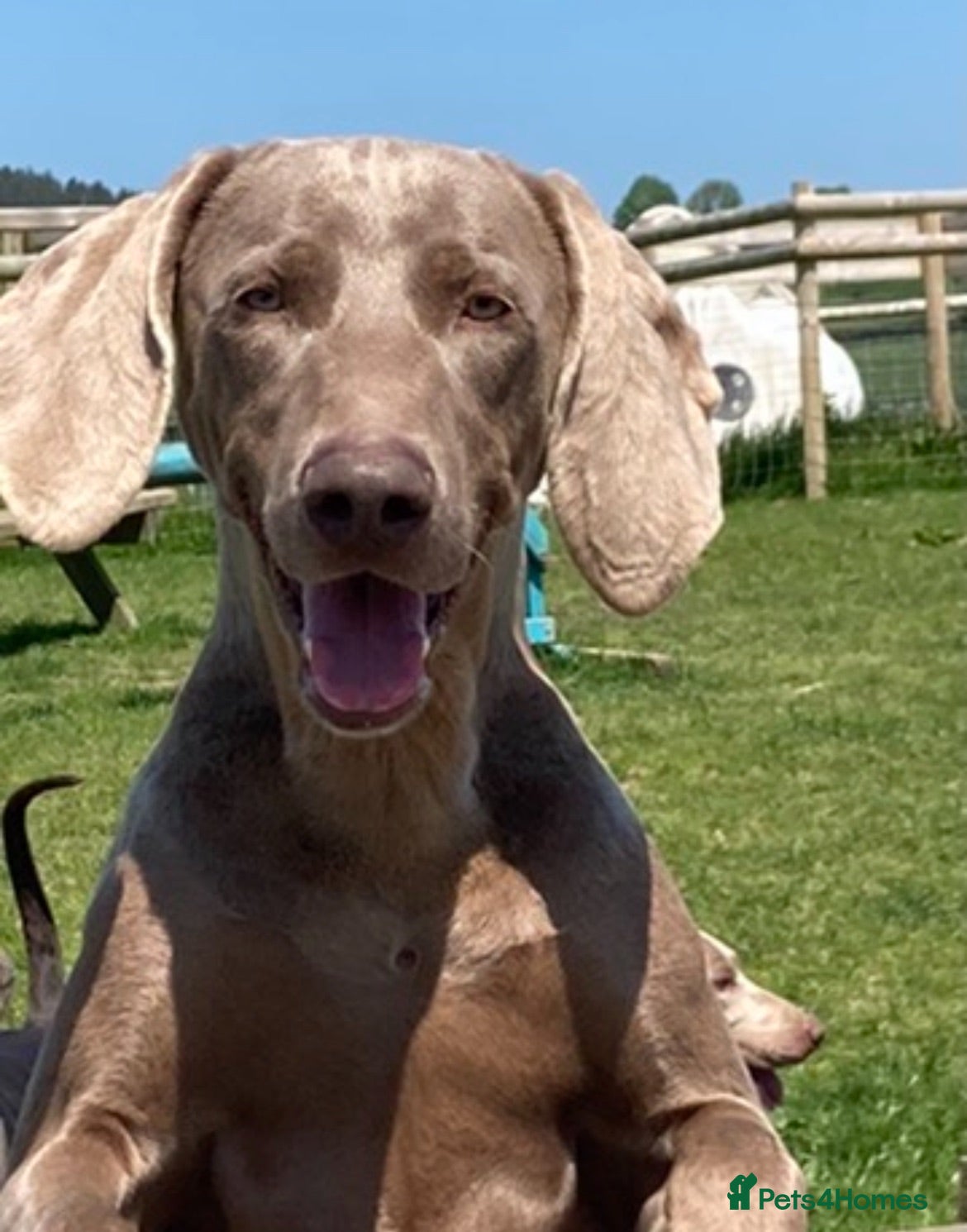 German Shorthaired Pointer dogs Stunning pups - Advert 2