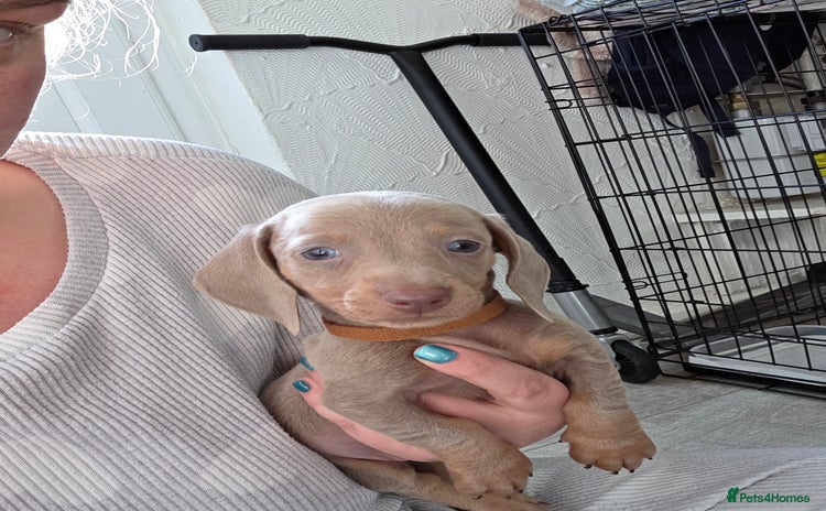 Miniature Dachshund dogs KC REG Isabella and Tan boy left ready 3/12/25. - Advert 4