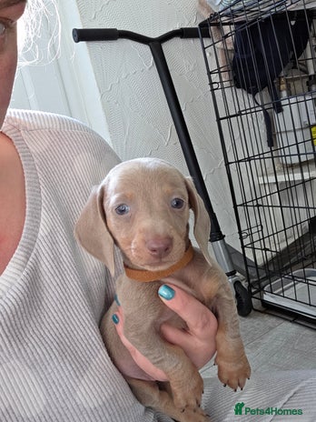 Miniature Dachshund dogs KC REG Isabella and Tan boy left ready 3/12/25. - Advert 4