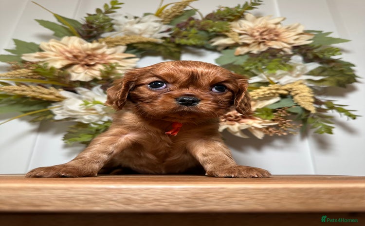 Cavalier King Charles Spaniel dogs - Advert 2