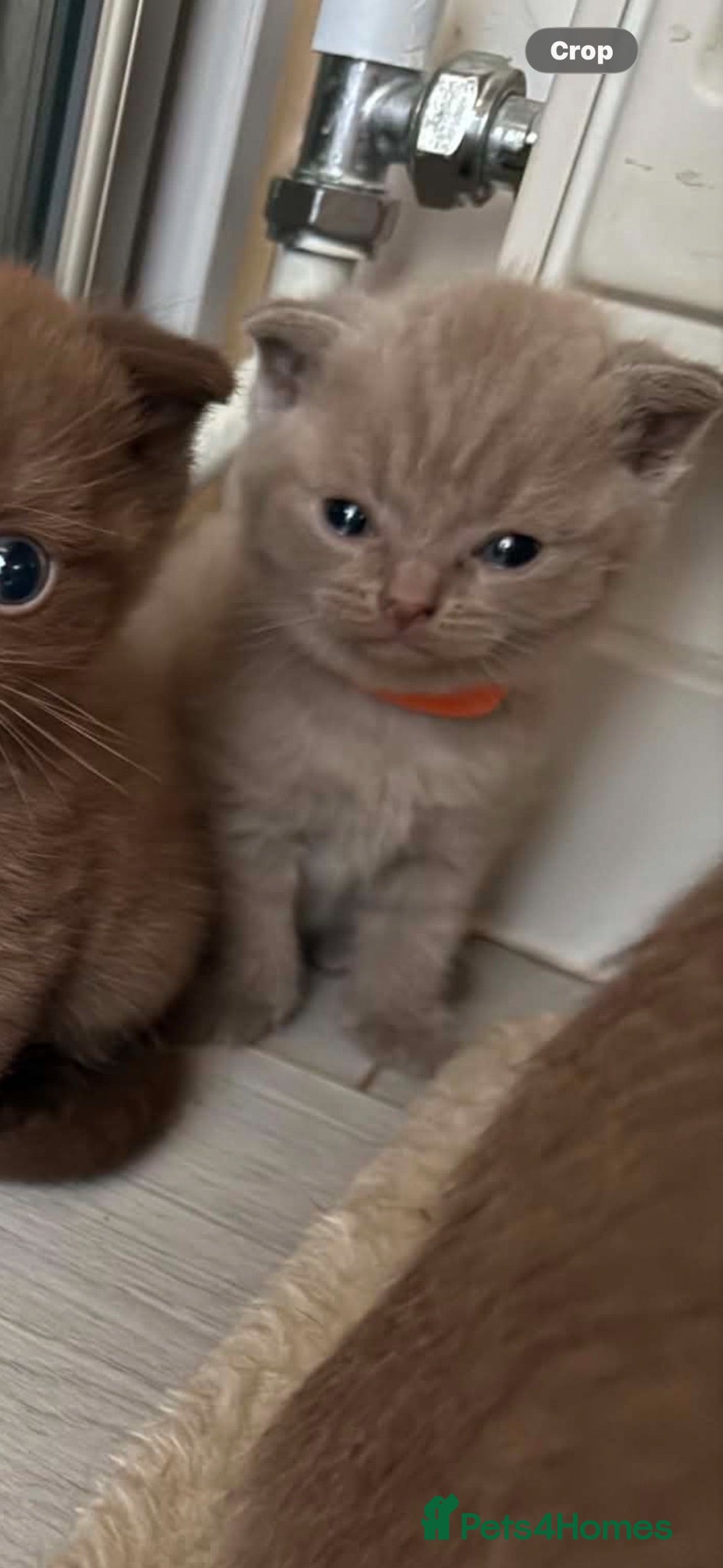 Scottish Fold cats Stunning Scottish fold/straight kittens😻 - Advert 2