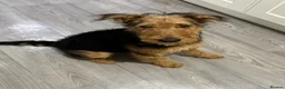 Airedale Terrier dogs for sale: 1 year old Airedale terrier  in Rotherham - Advert 2