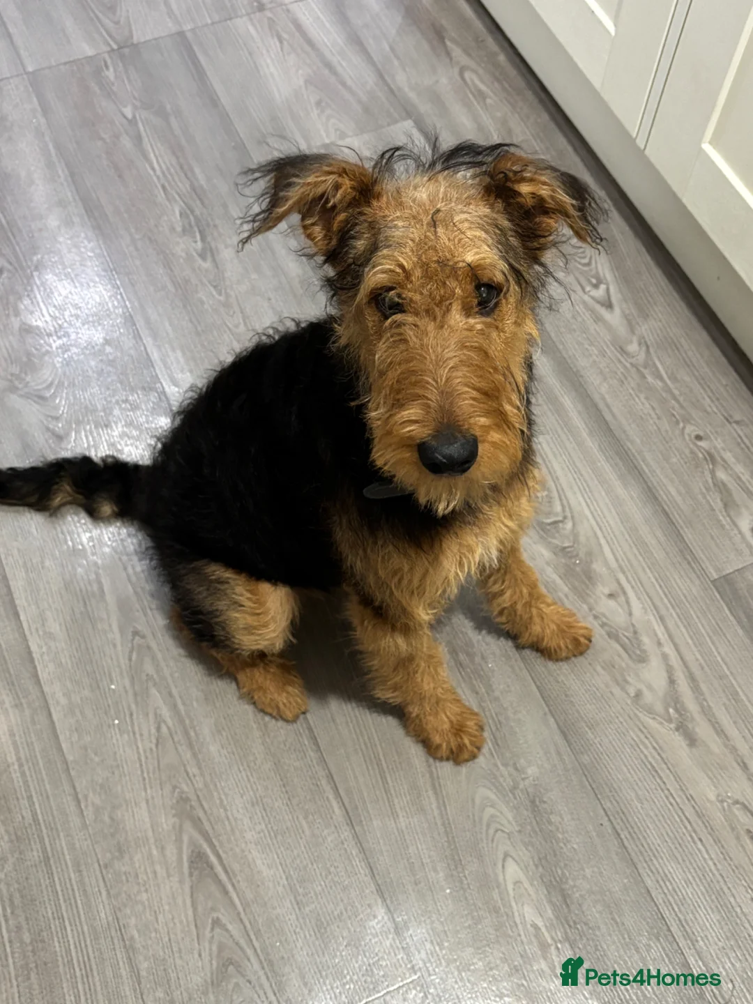 Airedale Terrier dogs for sale: 1 year old Airedale terrier  in Rotherham - Advert 2