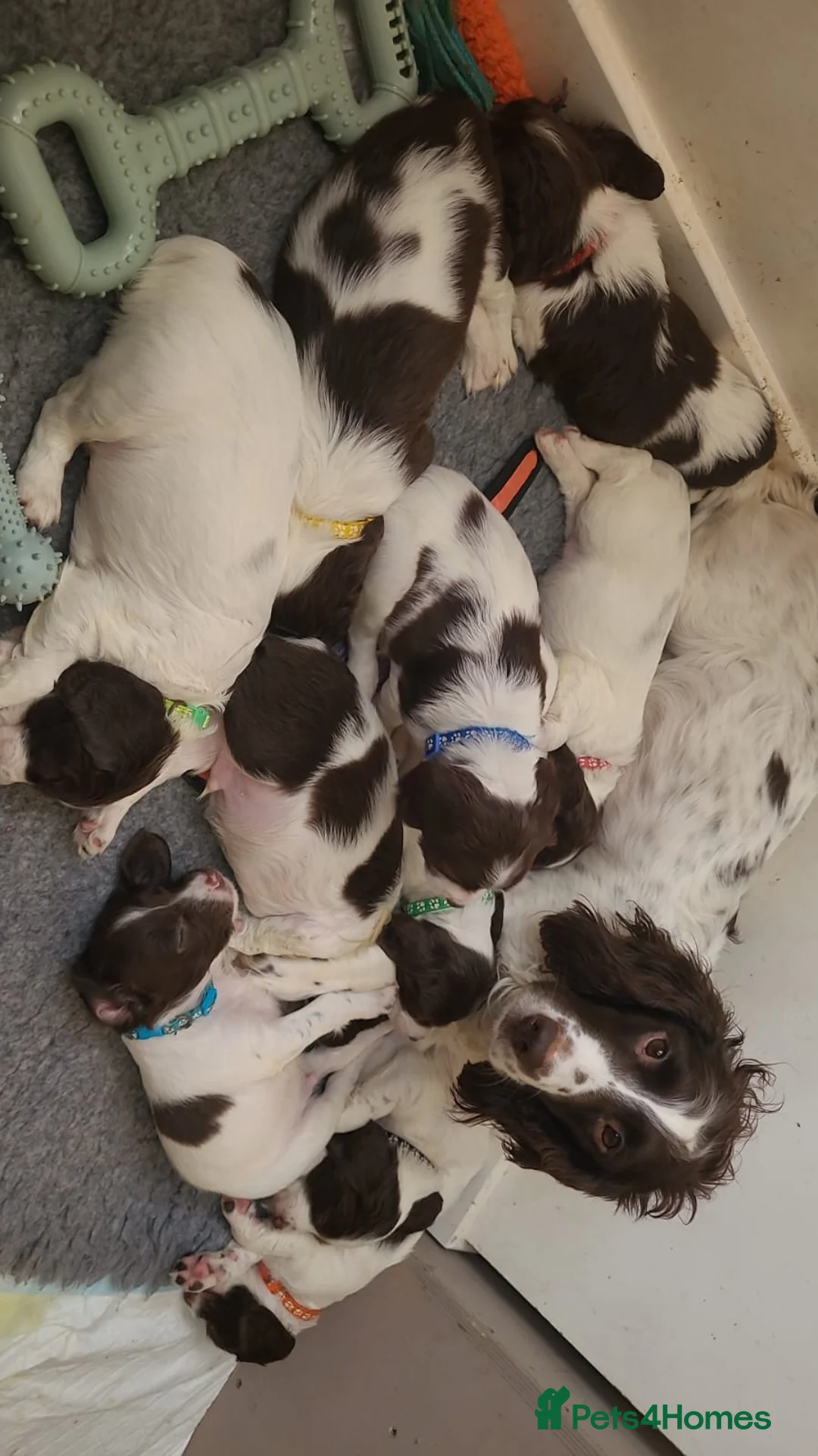 English Springer Spaniel dogs for sale: English Springer Spaniel Pups - Advert 3